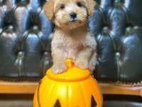 SAFKAN ORJİNAL A CLASS MALTİPOO