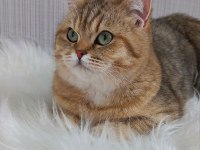Full Şecereli Safkan Yavrularımız British Shorthair