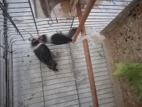 Güzel kuşlar yuvaya giriyorlar