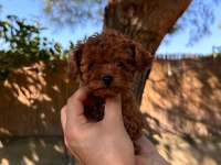 Şecereli Irk Ve Sağlık Garantili Toy Poodle Yavrularımız