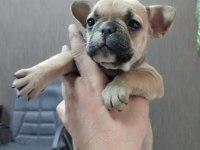 Uyguna kaliteli fawn dişi french bulldog