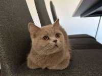 LİLAC BRİTİSH SHORTHAİR KEDİMİZE AİLE ARIYORUZ.
