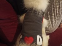 4 aylık spitz dişi köpeğimiz