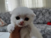 Scottish fold ve scottish straigt erkek yavrular