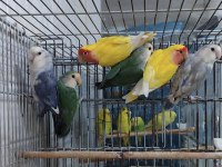 SEVDA VE CENNET PAPAGANLARI YENİ SAHİPLERİNİ ARIYOR