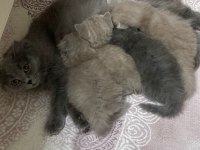 Uzun tüylü scottish fold