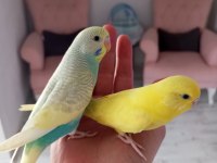 Sağlıklı yavru veya damızlık muhabbet kuşlar