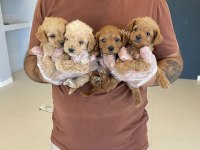 Wc Egitimli Maltipoo Yavrularımız Dişi Erkek Ankara