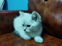 MUHTEŞEM GÜZELLİKTE BLUE POİNT BRİTİSH YAVRULARIMIZ
