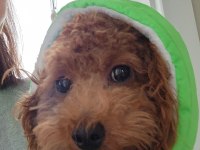 18 Aylık Dişi Toy Poodle