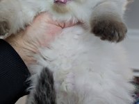 Çok tatlı minik panda british longhair