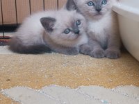 Safkan blue point british shorthair