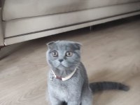 Scottish fold erkek 4 aylık