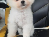 MİNİK TEDDY POMERANİAN BEBEĞİM