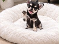 Micro mini chıhuahua