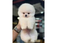 Minik Mikro Boy Poodle