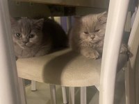 BAKMADAN GEÇMEYİN BRİTİSH KEDİMİZE