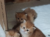 Efsane güzellikte longhair bebekler