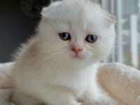 Top kafa pamuk Minnoş scottish fold