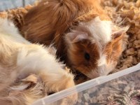 Çok güzel guinea pig yavrular