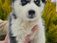 Maviş gözlü Safkan Husky minikler