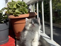 British shorthair bicolour