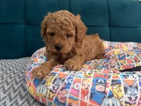 Toy poodle yavrular