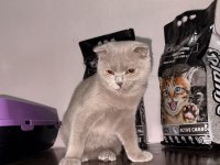 Sahiplendirilecek 4 aylık kedimiz scottish fold