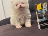 Kg Garantili Cep Boy Pomeranian Yavrular Max 2 Kg