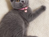 British shorthair sevımlı cocuklar gri senı beklıyo