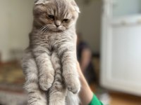 Scottish fold kedimize sıcak yuva arıyoruz
