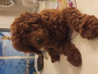 Dark Red Toy Poodle