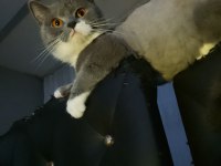 British shorthair bicolor