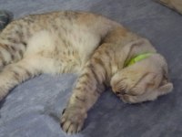 Scottish fold kızımıza damat arıyoruz