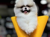 En özel renk pomeranian