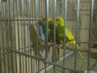 Yavru Albino Cremio Muhabbet Kuşu Bebekler