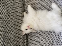 Beyaz british longhair