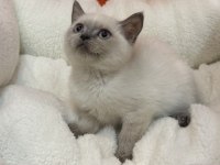 British blue point ve british blue yavrular