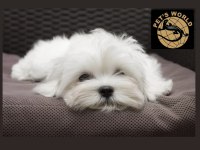 Maltese (malta) yavrumuz