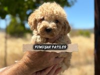 Toy Poodle Yavrusu Kedimiz