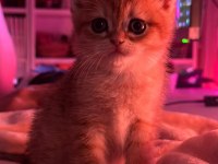 British Shorthair yavrularımıza yuva arıyoruz