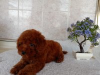 Red toy poodle erkek yavru