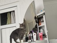Scottish fold Lilamızı sahiplendirmek istiyoruz