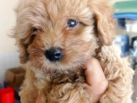 Maltipoo yavrular