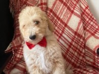 Labradoodle Goldendoodle Yavrular