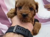 Teacup bebeklerimiz ırk ve sağlık garantili