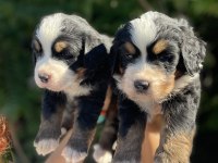 MÜKEMMEL BERNESE DAĞ KÖPEĞİ YAVRULAR