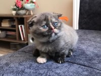 Scottish Fold