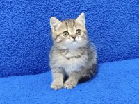 TESLİME HAZIR MÜKEMMEL BİR BRİTİSH PONÇİK 