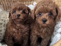 Show Kalite Toy Poodle Bebeklerim